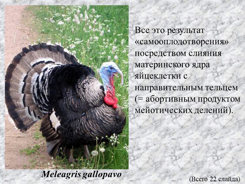 Все это результат «самооплодотворения» посредством слияния материнского ядра яйцеклетки с направительным тельцем  (=